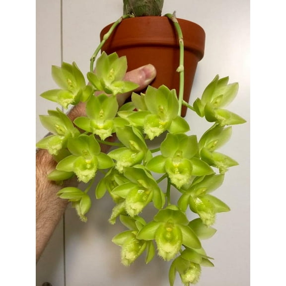 Florikan 16-5-11 NPK MAX 180 Day Timed Release Fertilizer. Excellent for Orchids, Anthuriums, Philodendrons. (3 Pounds)