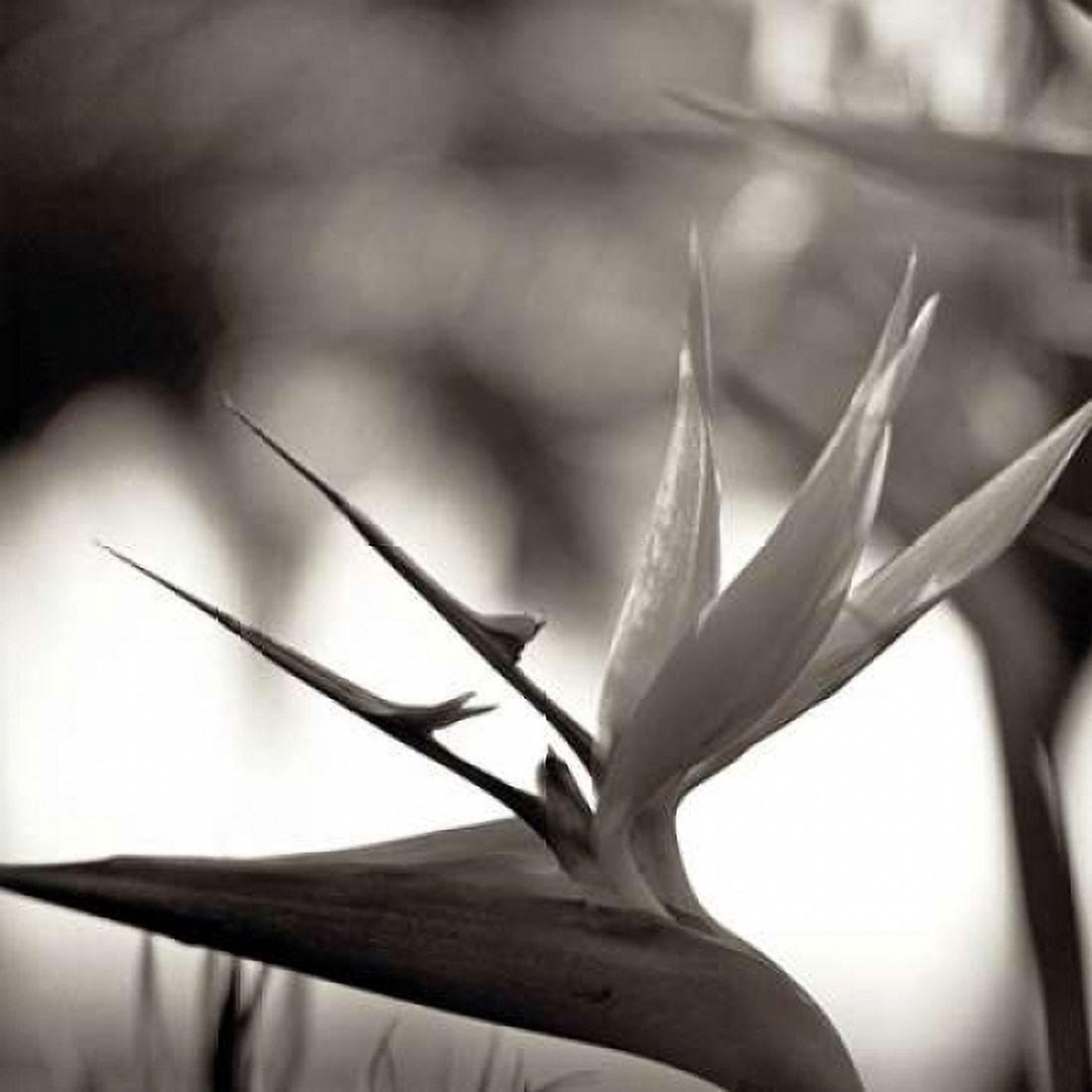 Florison - 29 Canvas Art - Alan Blaustein (24 x 24)