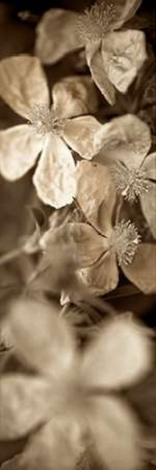 Florison - 69 Canvas Art - Alan Blaustein (12 x 36)