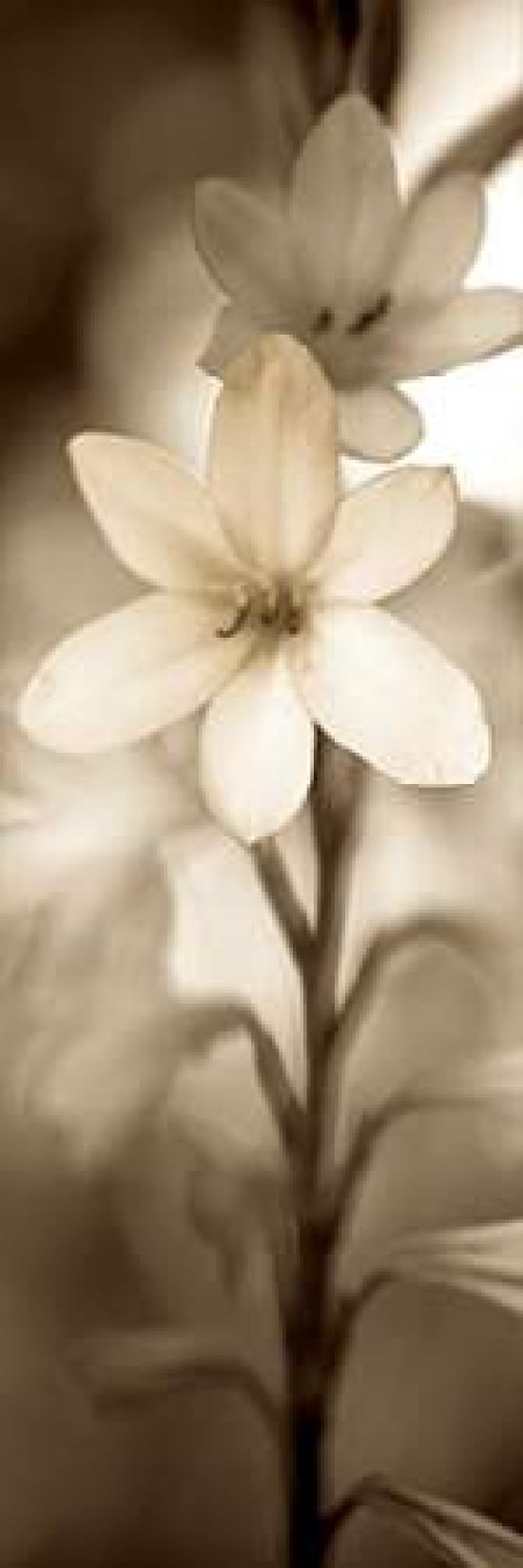 Florison - 71 Canvas Art - Alan Blaustein (12 x 36)