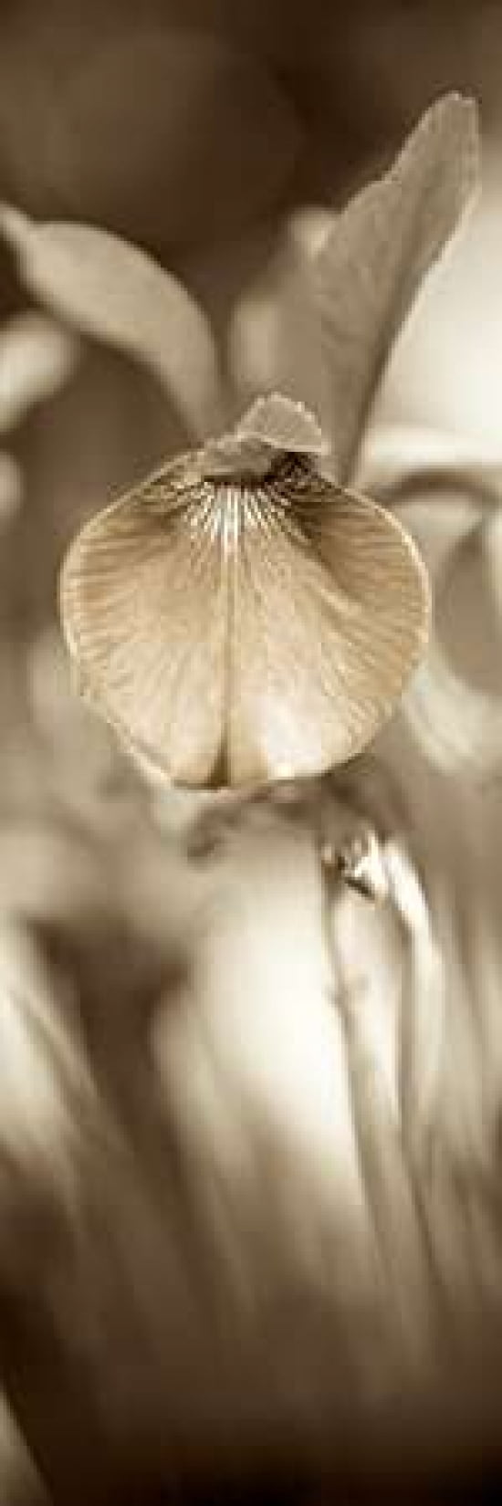 Florison - 73 Canvas Art - Alan Blaustein (12 x 36)