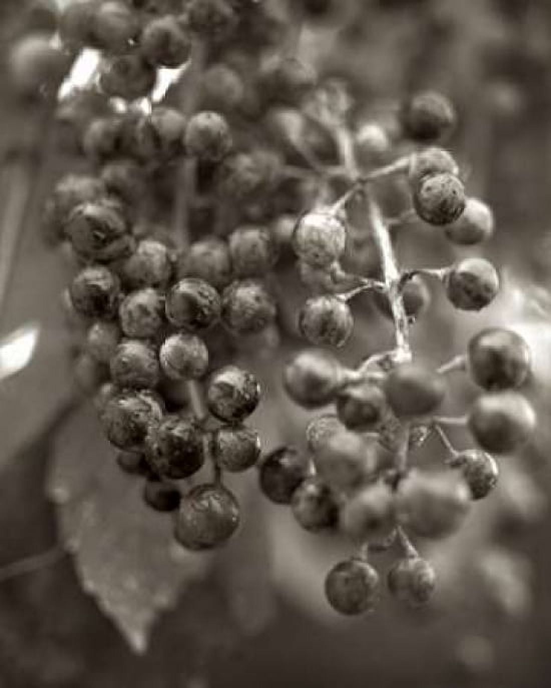 Florison - 9 Canvas Art - Alan Blaustein (24 x 30)