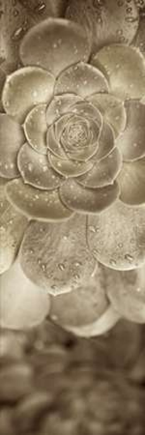 Florison - 91 Canvas Art - Alan Blaustein (12 x 36)