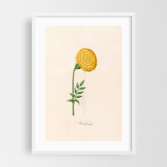Flos Aphricanüs (1692) - Illustration Botanical Floral Vintage Flowers ...