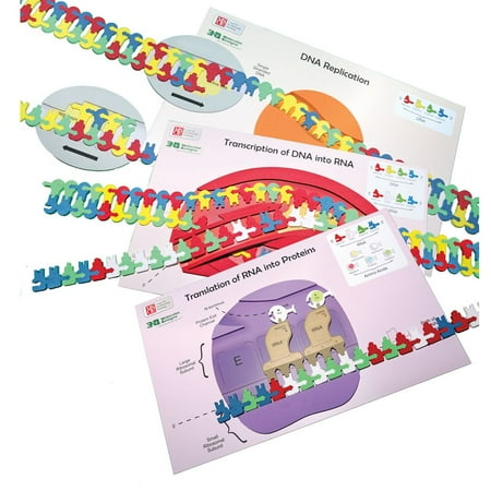 Carolina Flow Of Genetic Information Kit – 3D Dna & Rna Learning Models | Hands-On Molecular Biology For Classrooms | Demonstrates Replication, Transcription & Translation