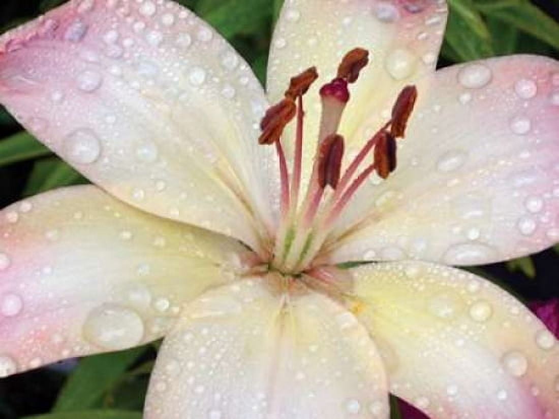 Flower After Rain I Canvas Art - Jim Christensen (18 x 24)