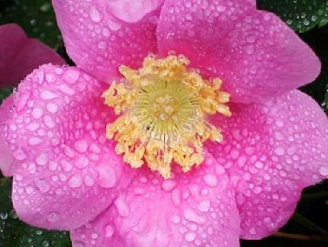 Flower After Rain II Canvas Art - Jim Christensen (18 x 24)