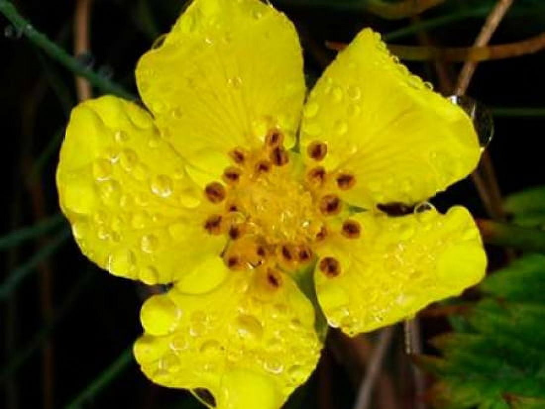 Flower After Rain III Canvas Art - Jim Christensen (18 x 24)