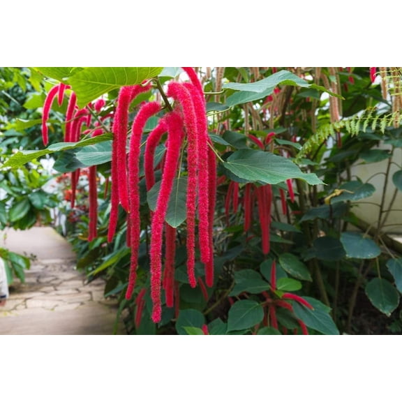 Flower Amaranth Seeds - 100+ Love Lies Bleeding Seeds - Non-GMO Seeds - Ships from Iowa, USA
