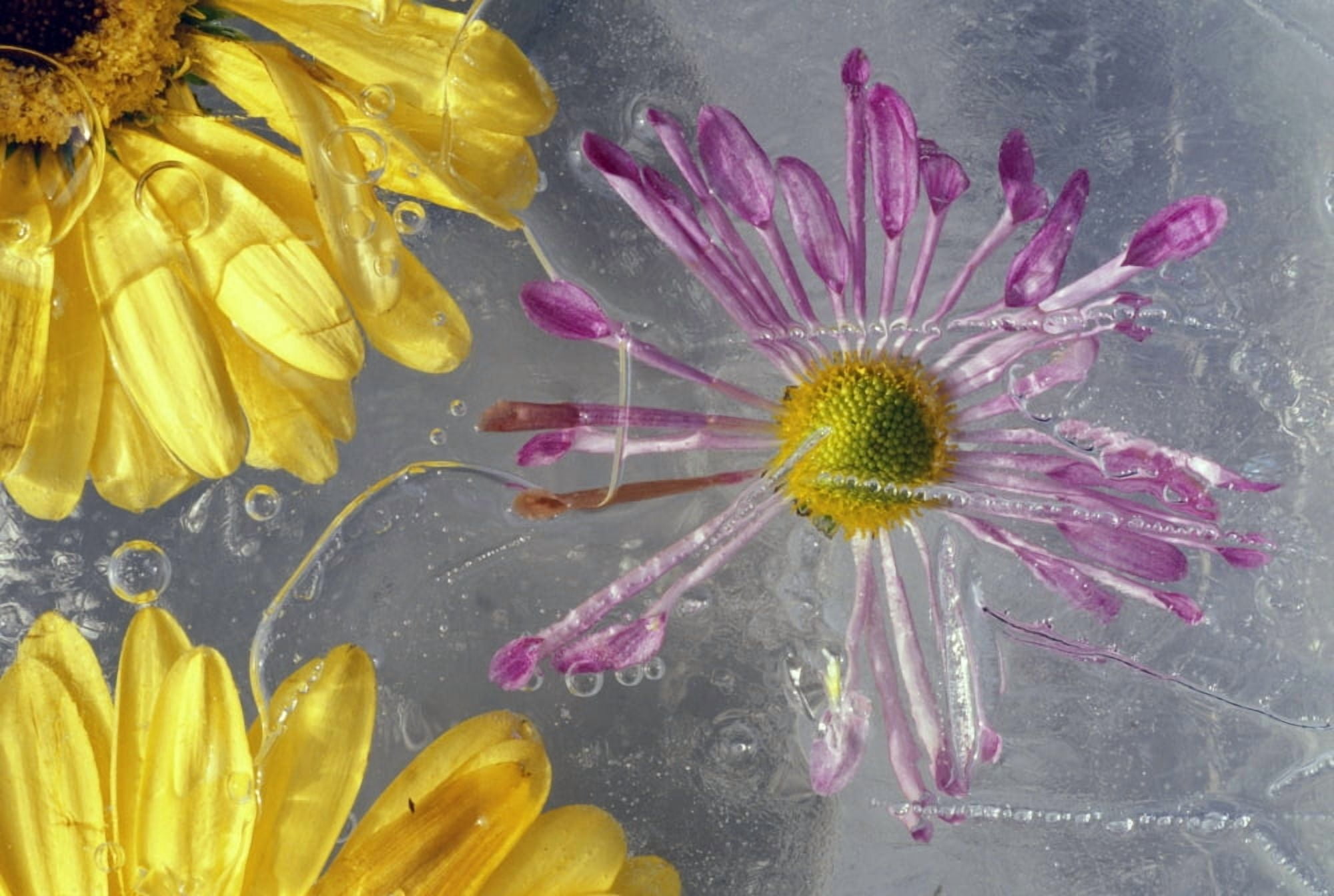Flower Blossoms Under Ice Canvas Art - Natural Selection Craig Tuttle Design Pics (36 x 24)
