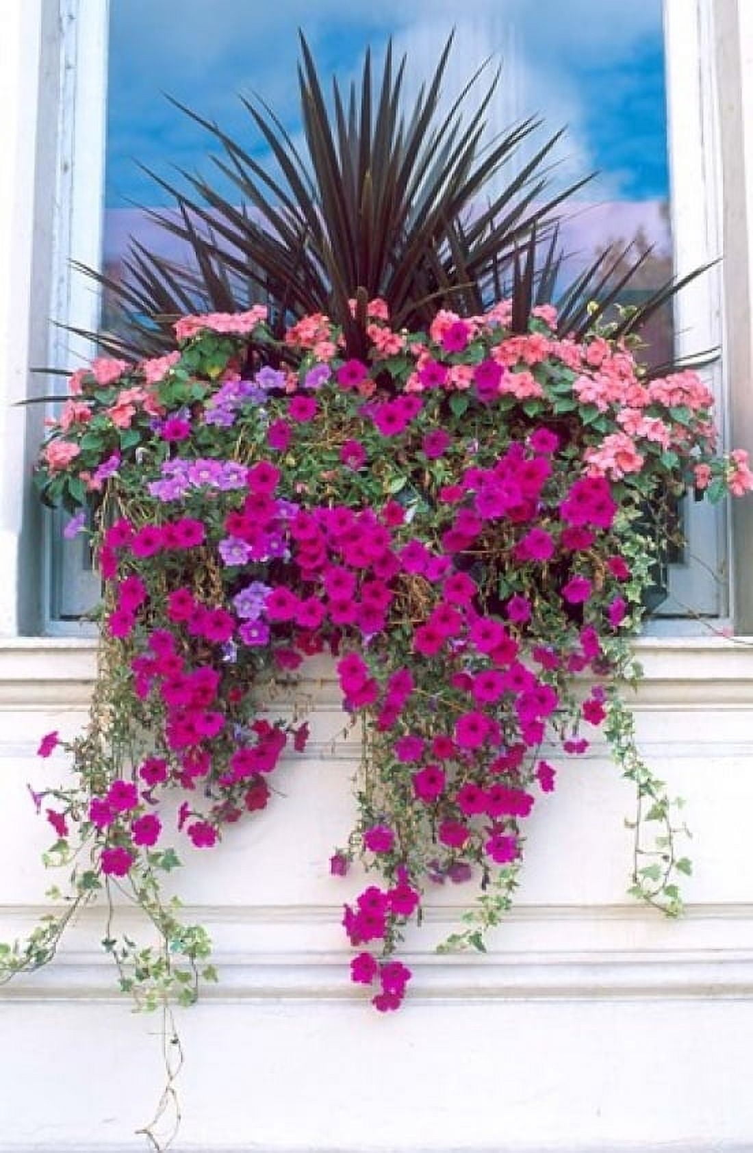 Flower Box in London England Canvas Art - David R Frazier DanitaDelimont (11 x 17)