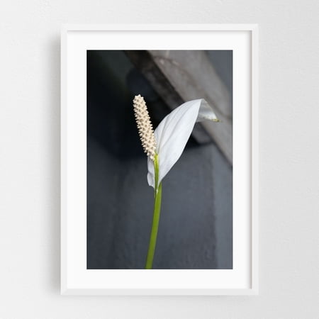 Flower - Buenos Aires Argentina Photography Flowers Botanical Floral Minimalist Nature Modern Art Scenic White Framed Wall Art Print 5 x 7 inches