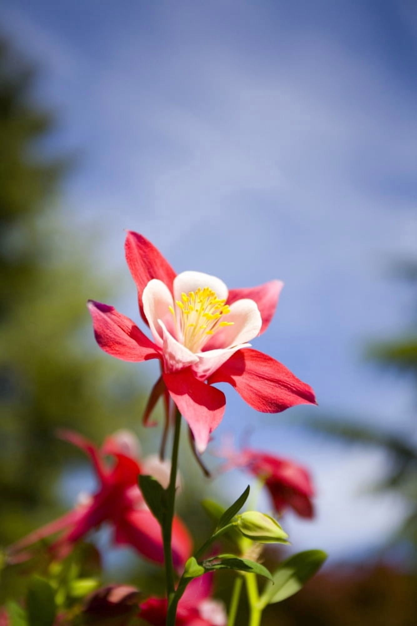 Flower Canvas Art - Craig Tuttle Design Pics (13 x 20)