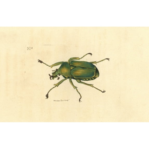Flower Chafer Dicronorrhina Micans Poster Print By ?? Florilegius Mary Evans