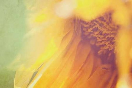 Flower Child Canvas Art - Roberta Murray (24 x 36)