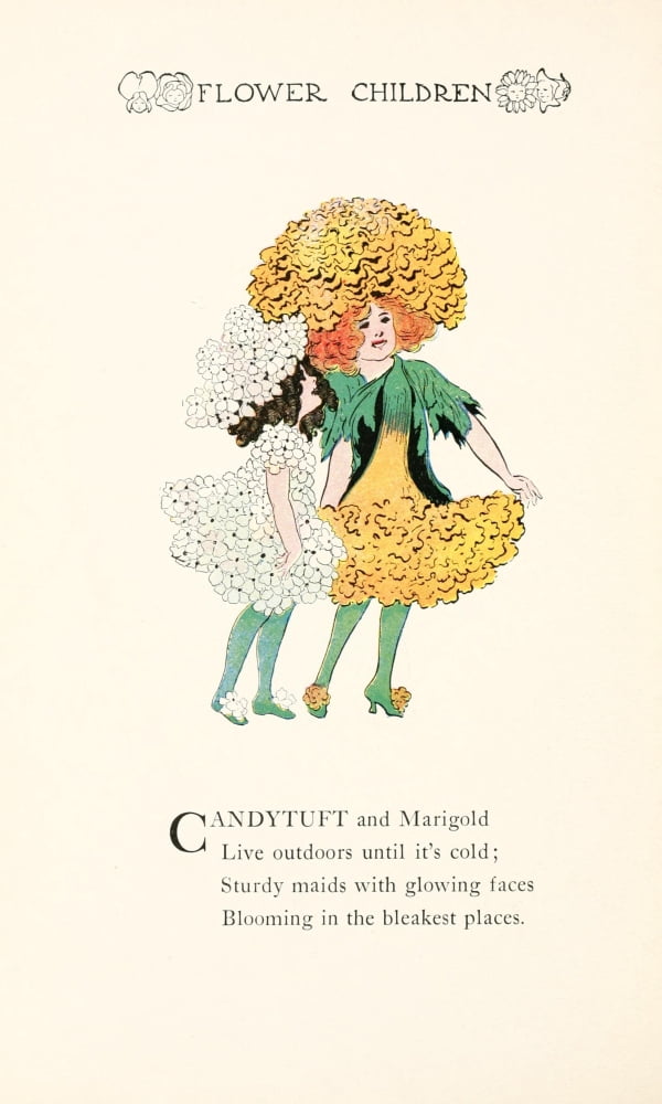 Flower Children 1910 Candytuft & Marigold Canvas Art - MT Ross (18 x 24)
