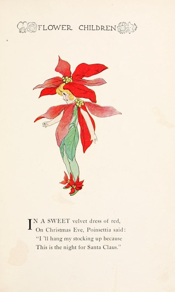 Flower Children 1910 Poinsettia Canvas Art - MT Ross (18 x 24)