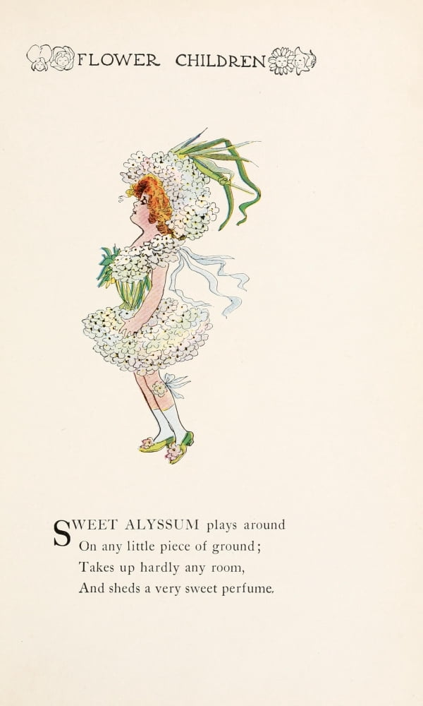 Flower Children 1910 Sweet Alyssum Canvas Art - MT Ross (24 x 36)