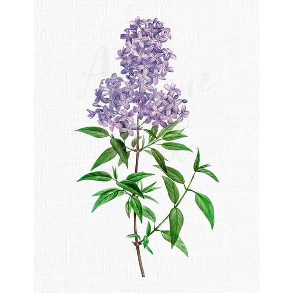 Flower Clipart "purple Persian Lilac" Botanical Illustration, Instant Image For Invitations, Crafts, Collages, Wall Art... Poster , Poster Print Only