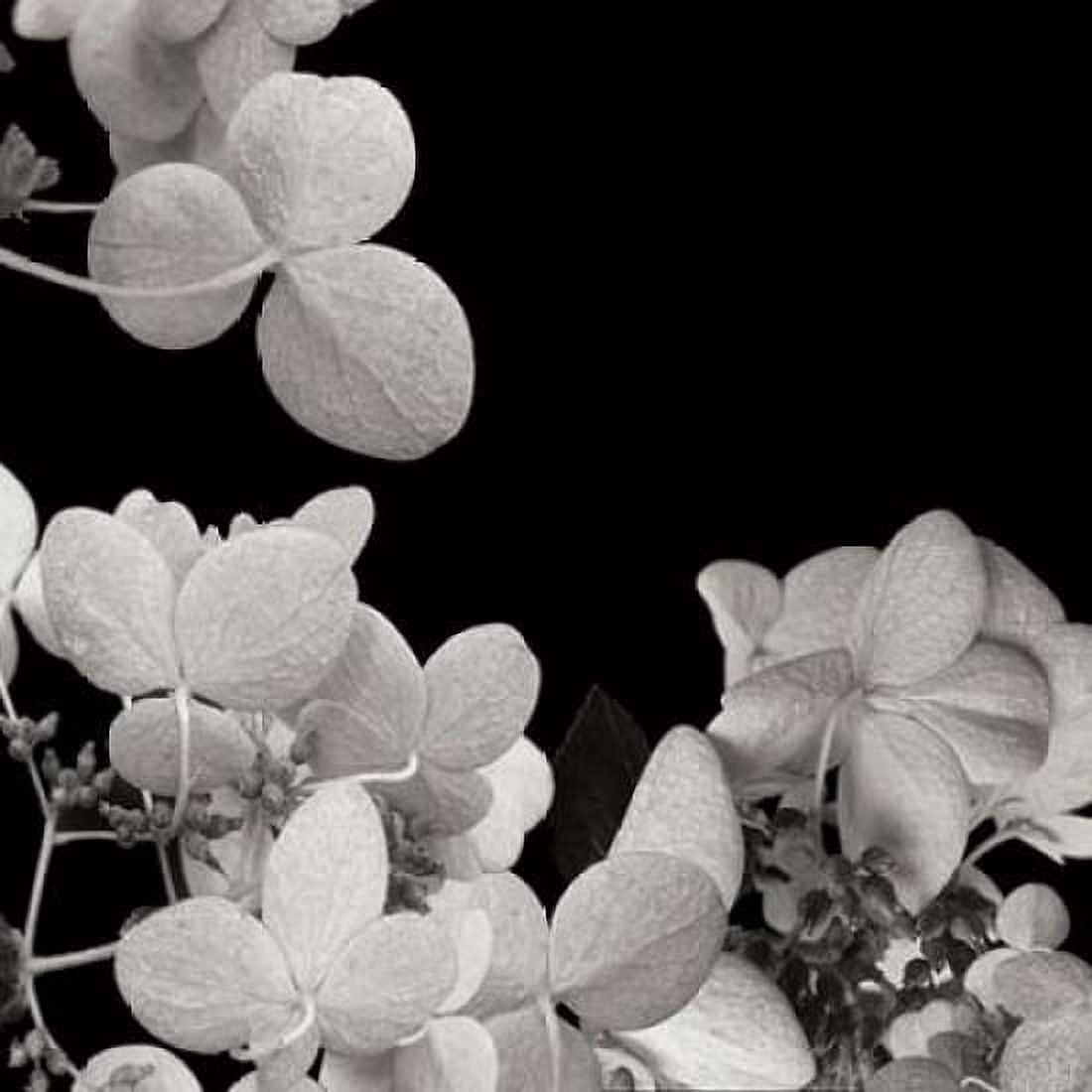 Flower Cluster 1 Canvas Art - Jim Christensen (24 x 24)