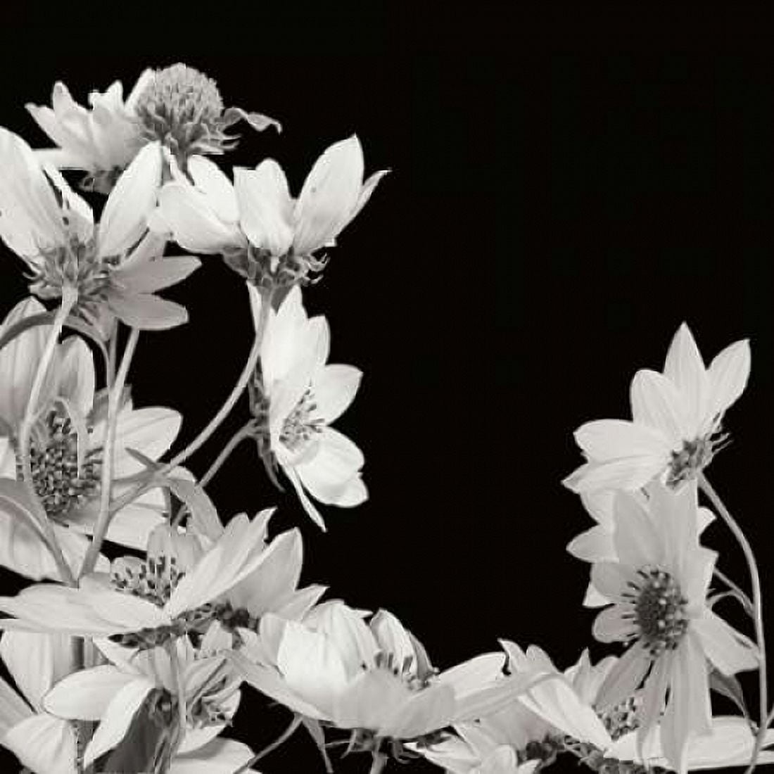 Flower Cluster 2 Canvas Art - Jim Christensen (24 x 24)