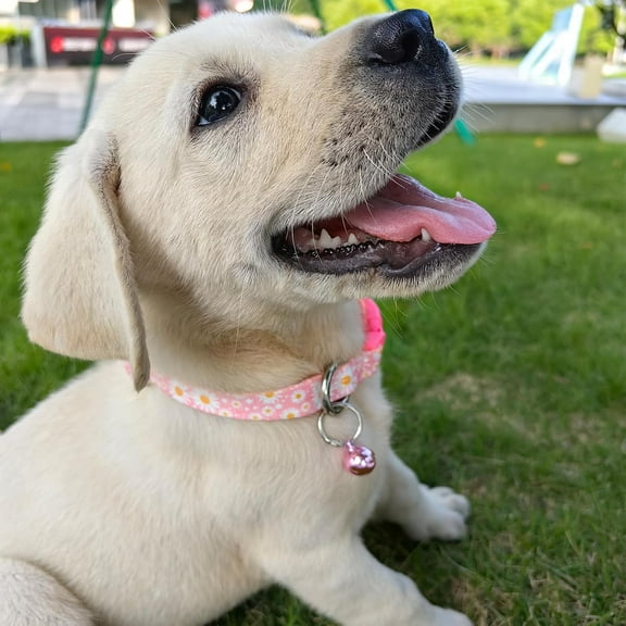 Flower Dog Collar with Bell, Soft Adjustable Puppy Collar Tiny Cat Collars with Bells for XS Small Girl and boy Dogs Little Animal