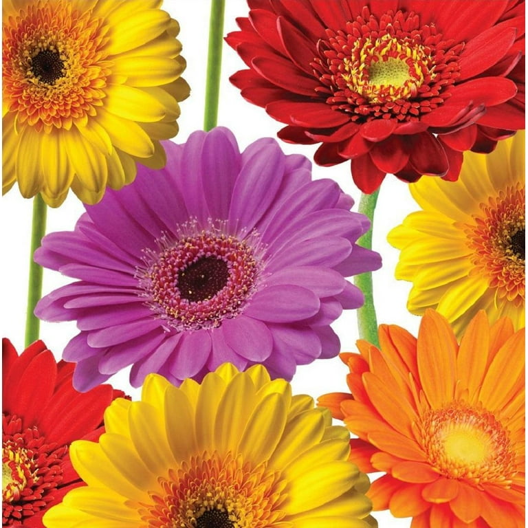 Fantasy Gerbera Fantasy Gerbera
