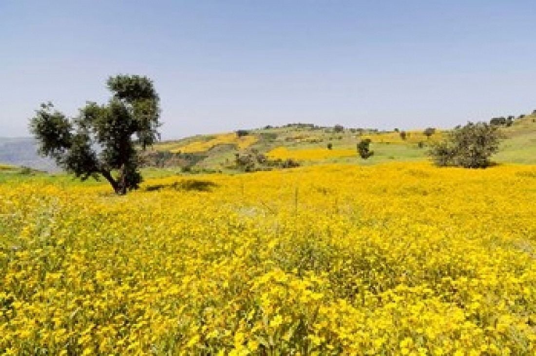 Flower Field Niger seed Semien Mountains Ethiopia Canvas Art - Martin Zwick DanitaDelimont (19 x 12)