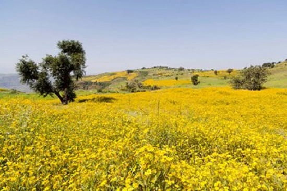 Flower Field Niger seed Semien Mountains Ethiopia Canvas Art - Martin Zwick DanitaDelimont (38 x 25)