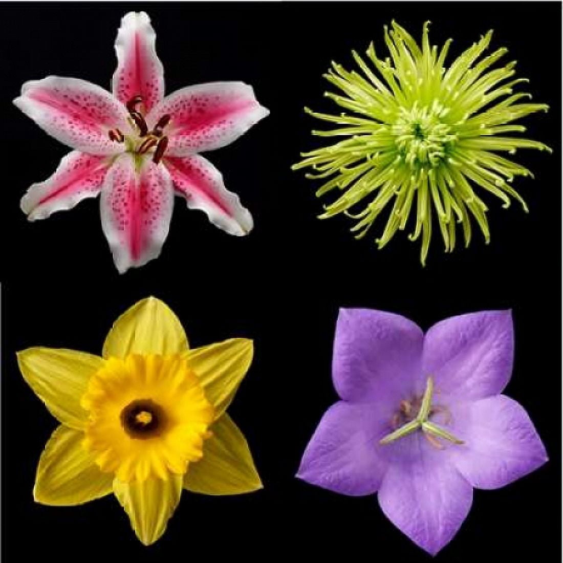 Flower Group 1 Canvas Art - Jim Christensen (24 x 24)