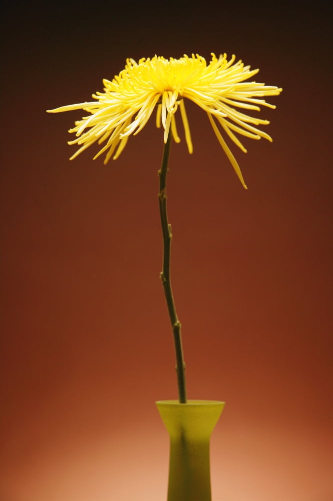 Flower In A Vase Canvas Art - Kelly Redinger Design Pics (11 x 17)
