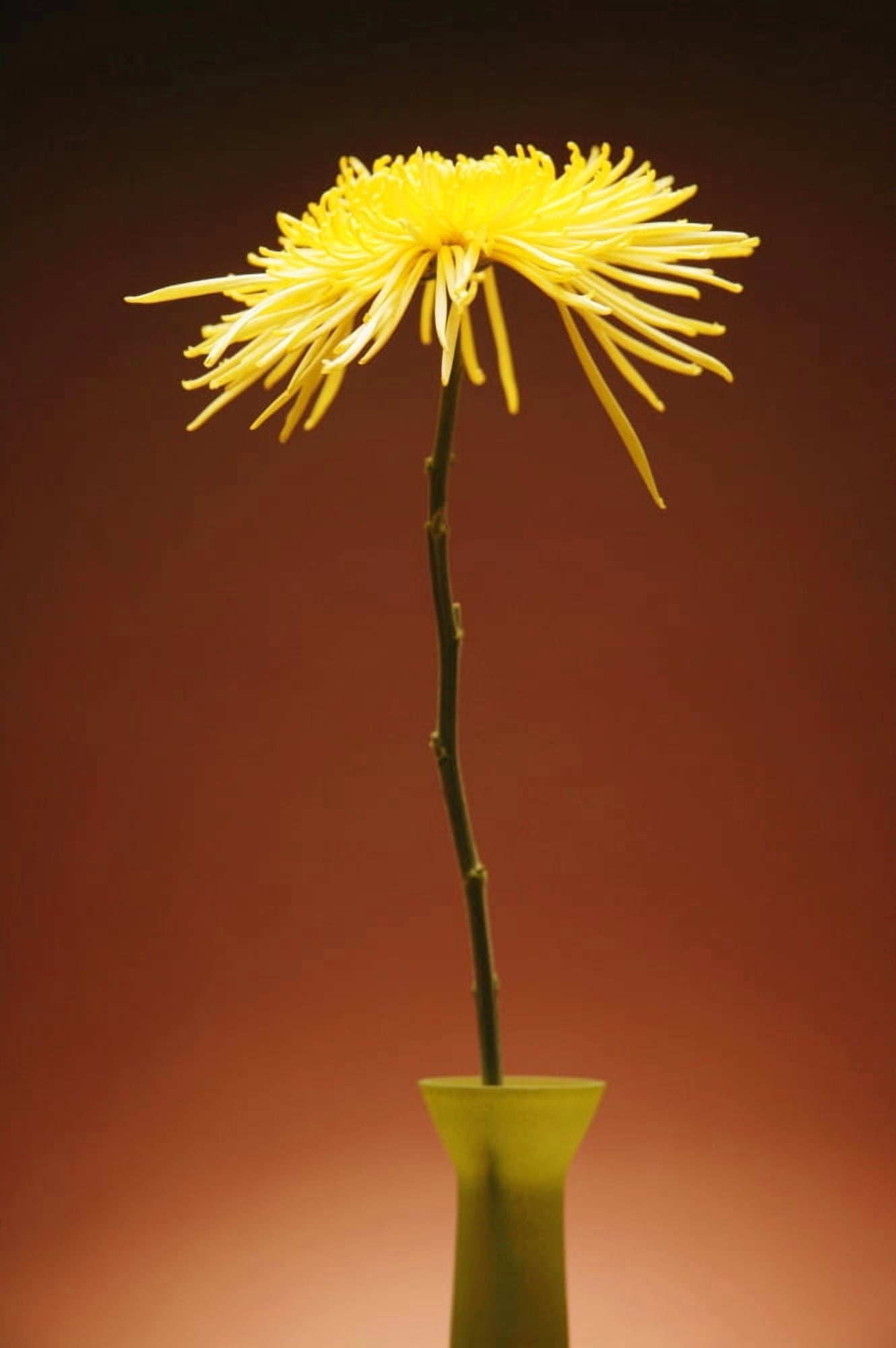 Flower In A Vase Canvas Art - Kelly Redinger Design Pics (22 x 34)