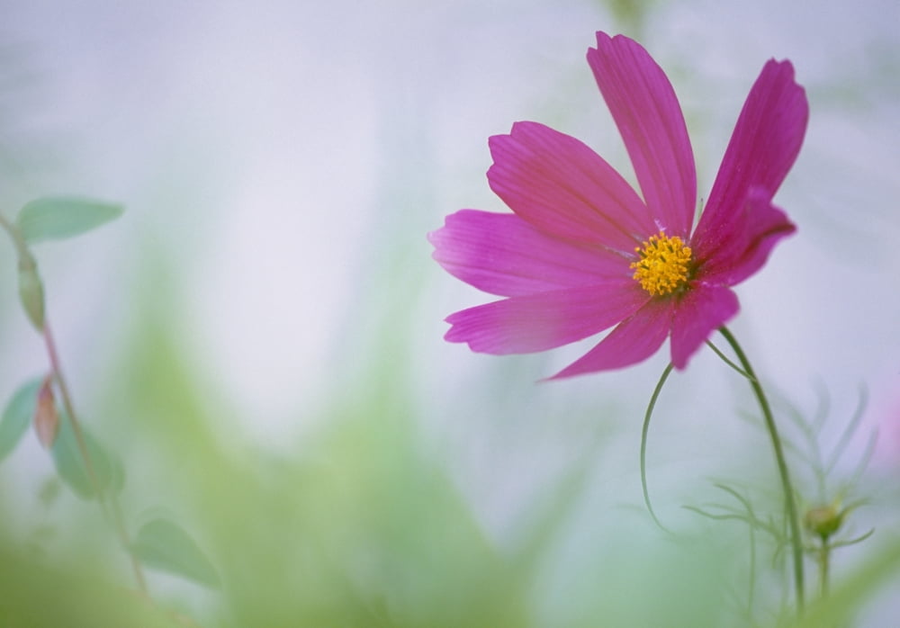 Flower In Garden Alberta Canada Canvas Art - Darwin Wiggett Design Pics (16 x 11)