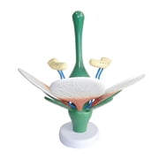 Flower Leaves Stamens Anatomy Models, Plant Leaves Stamens Anatomy Model, Anatomical Plant Model Biology Teaching