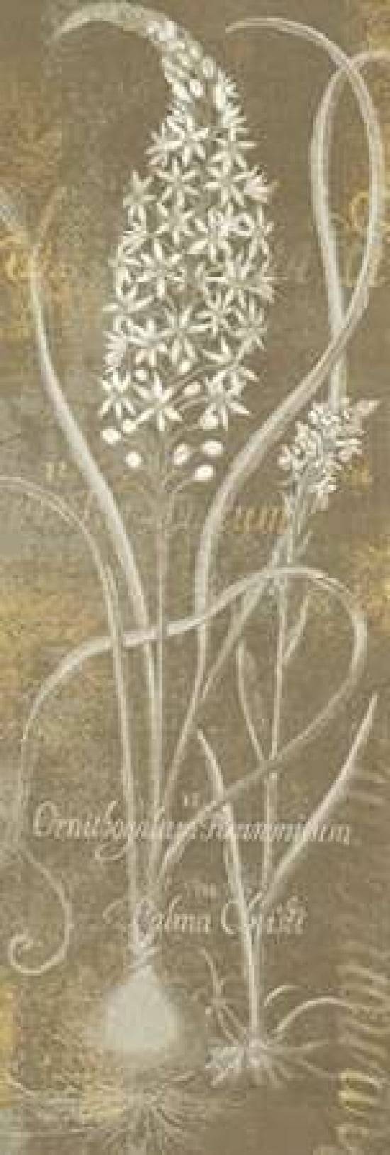 Flower Lines III Canvas Art - Sue Schlabach (8 x 24)