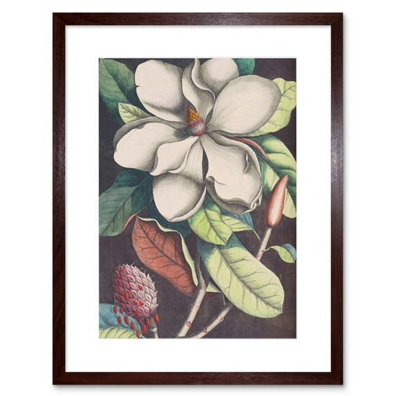 Flower Magnolia Botany Art Print Framed Poster Wall Decor 9x7 inch