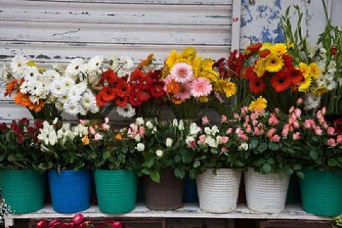 Flower Market Port Louis Mauritius Canvas Art - Walter Bibikow DanitaDelimont (38 x 25)
