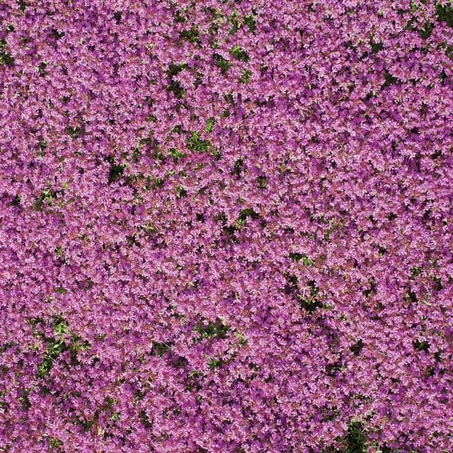 Flower Mat, Ground Cover, Creeping Thyme - Walmart.com