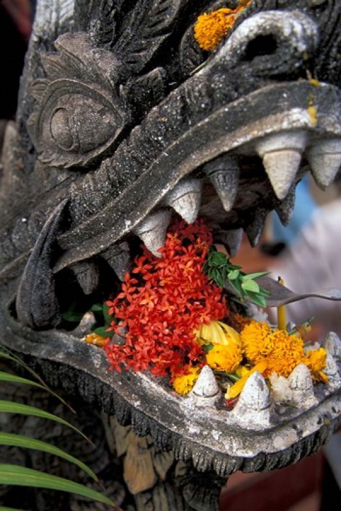 Flower Offerings in Stone Dragons Mouth Laos Canvas Art - Keren Su DanitaDelimont (15 x 22)