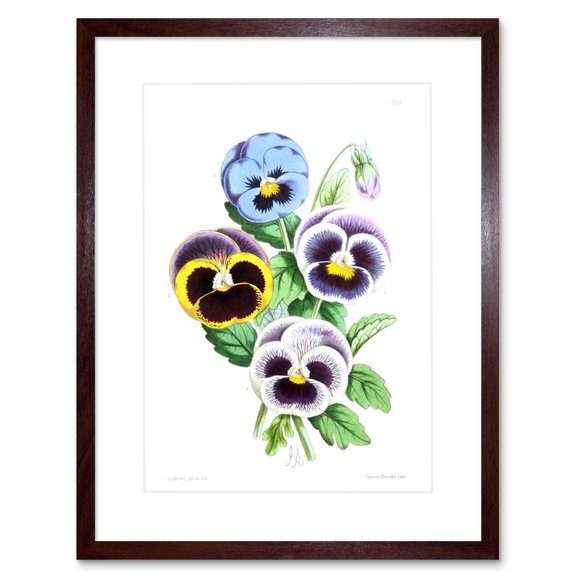 Flower Pansies Viola Illustration Art Print Framed Poster Wall Decor 9x7 inch