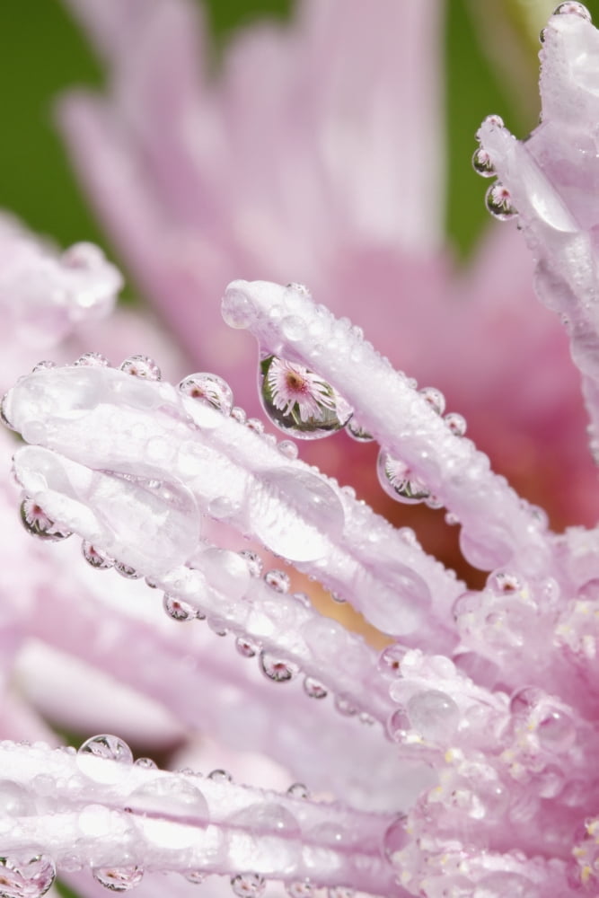Flower Petals With Raindrops Portland Oregon United States of America Canvas Art - Craig Tuttle Design Pics (24 x 38)