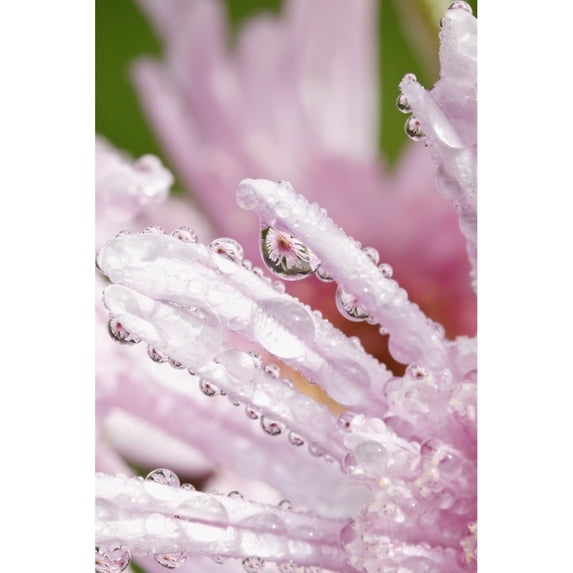 Flower Petals With Raindrops; Portland, Oregon, United States of America Poster Print (24 x 38)