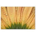 thumbnail image 1 of Flower Photo Ceramic Tile Mural Kitchen Backsplash Bathroom Shower, 404807-S64, 1 of 3