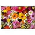 thumbnail image 1 of Flower Photo Ceramic Tile Mural Kitchen Backsplash Bathroom Shower, 404896-M64, 1 of 3
