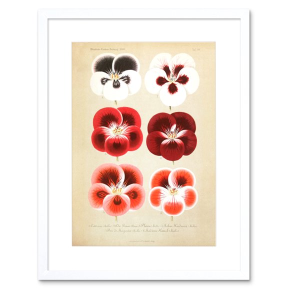 Flower Plant Botany Red Pansies Art Print Framed Poster Wall Decor 9x7 inch