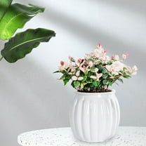 Flower Pot under $5! Xqxayjr Self-Watering Plant Pot, Transparent Hydroponic Planter with Water Storage for Indoor Plants Succulents Herbs, Desktop Flower Pot for Home O