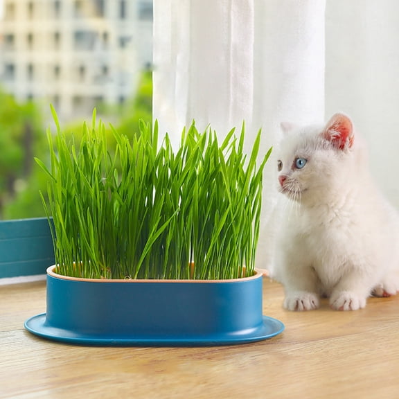 Flower Pot for Indoor Cats, 7.48x4.72x1.97 in