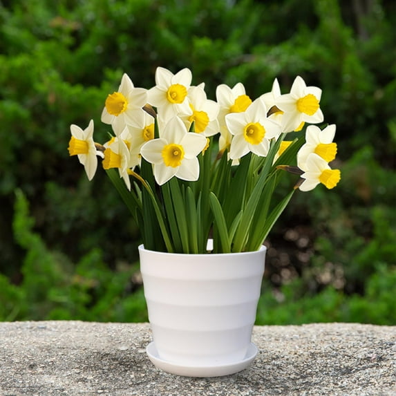 Flower Pots, Small Pots for Plants, Colorful Flower Pots Square Plastic Plant Pots Succulent Planter Nursery Pots with Saucers for Your Room,Garden Office and Balcony Decor