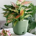 thumbnail image 1 of Flower Pots for Indoor and Outdoor Use - Versatile Planters with Multiple Holes and Trays for Succulents and Flowers, 1 of 4