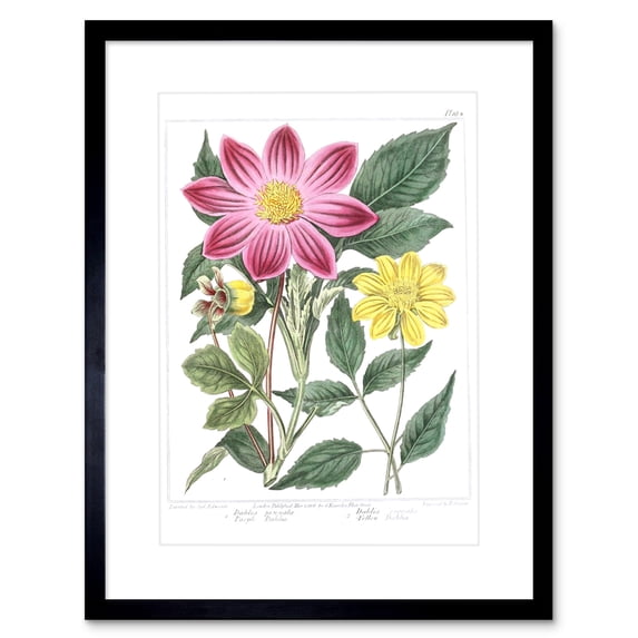 Flower Purple and Yellow Dahlia Art Print Framed Poster Wall Decor 9x7 inch